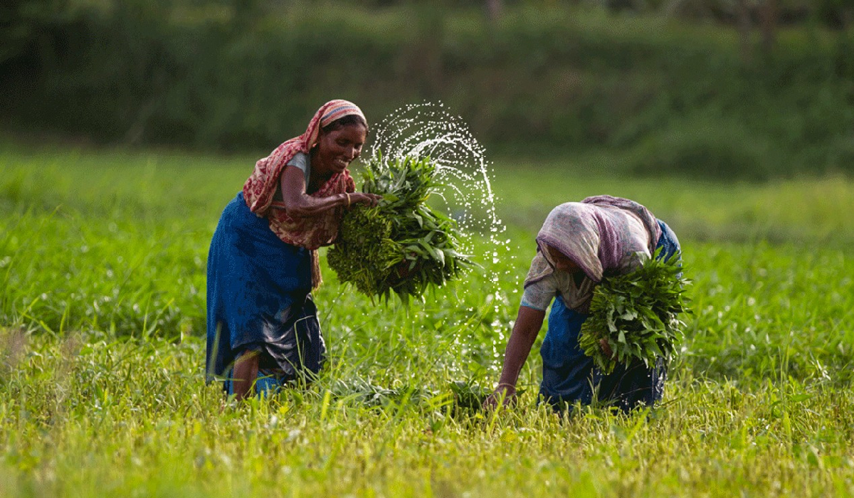 Agriculture