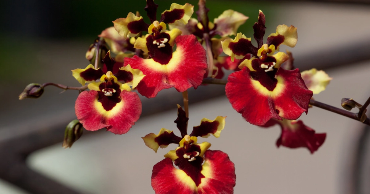 Tolumnia Orchid